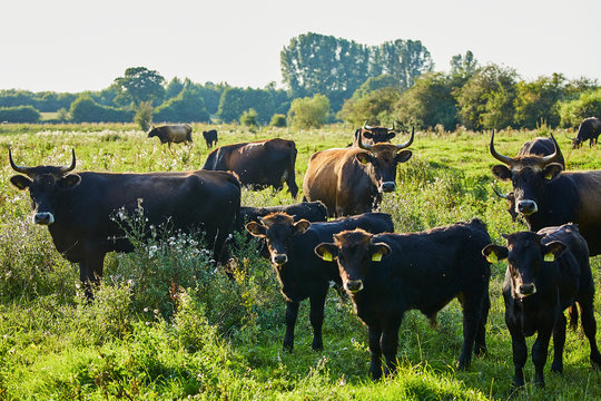 Auerrind-Bilder: Stock-Fotos & -Videos. | Adobe Stock