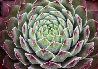 Behaarte Sempervivum Hauswurz Pflanze als Nahaufnahme im Steingarten