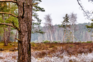 Baum mit Dunst, Nebel und Gras