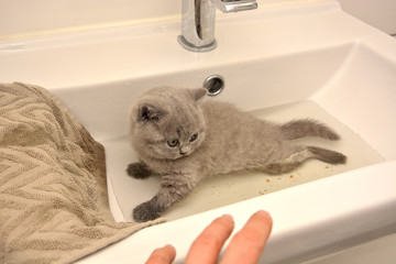 Bathing a kitten in the wash basin.  Washing a kitten. A little warm water was collected in the...