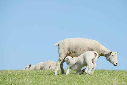 white Sheep suckling lamb on pasture
