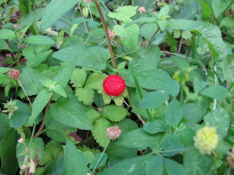 Red Indian strawberry, Potentilla indica, between weeds