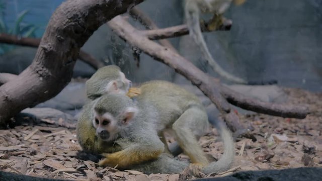 Small funny squirrel monkeys jumping, playing together. Exotic animal, primate and wildlife concept