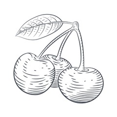 Vector engraved illustration of cherry berries sketch