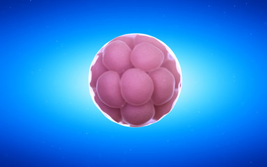 3d rendered medical illustration of a 8 cell stage egg cell