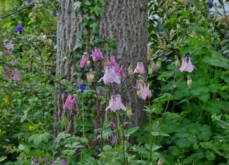 pink colombines in forest