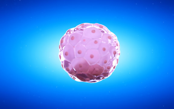 3d rendered medical illustration of a blastocyst