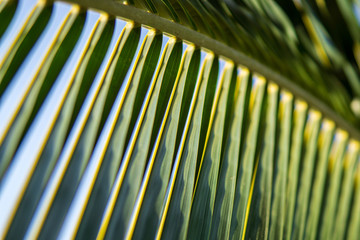 close up of coconut palm leaf, tropical trees concept