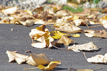 Opadające liście z drzew jesienią na drogę - obrazy, fototapety, plakaty