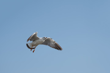 Seagull flying on the sea in Thailand