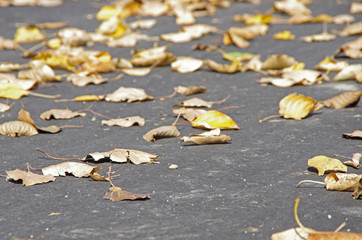 Opadające liście z drzew jesienią na drogę