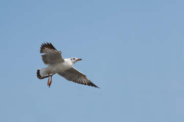 Seagull flying on the sea in Thailand