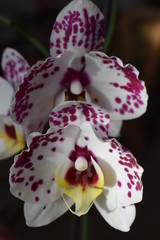 gepunktete Orchidee