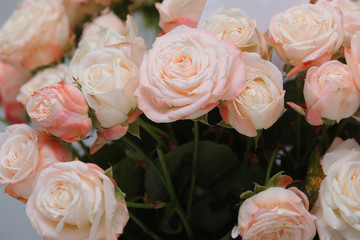close up of fresh beautiful pink roses flowers. women's day and valentine's day.
