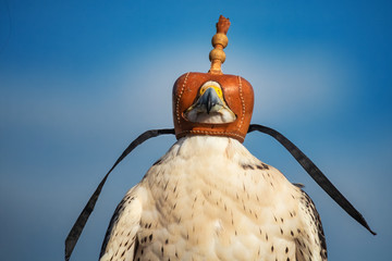 Portrait of a gyrfalcon wearing a falconry hood