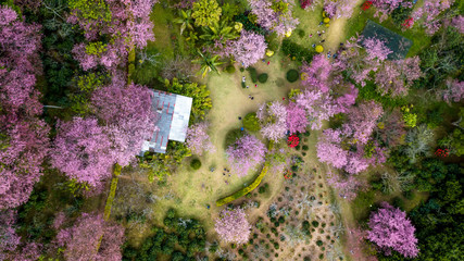 Aerial from drone, Pink sakura tree or Wild Himalayan Cherry on mountain,  Doi Suthep Chiangmai, Thailand. Top view..
