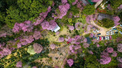 Aerial from drone, Pink sakura tree or Wild Himalayan Cherry on mountain,  Doi Suthep Chiangmai, Thailand. Top view..
