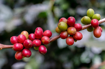 Fresh coffee beans on a branch of coffee tree. Branch of a coffee tree with ripe fruits in plantation.