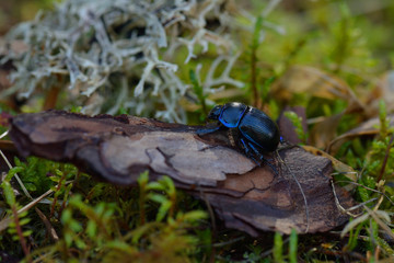 Mistkäfer auf dem Waldboden