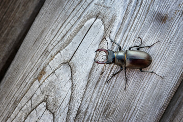 Ein männlicher Hirschkäfer von oben auf Altholz.