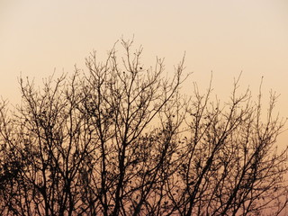 Panorama alberi al tramonto (Umbria)
