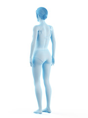 3d rendered medically accurate illustration of a woman