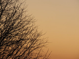 Panorama alberi al tramonto (Umbria)