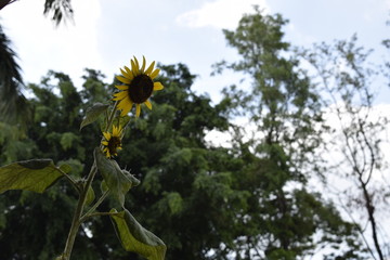 Girassol na natureza tropical