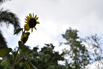 Girassol na natureza
