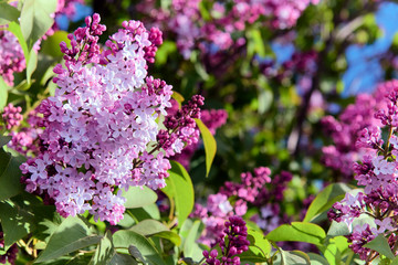 Obraz premium Beautiful purple Syringa Vulgaris (Lilac or Common Lilac) in bloom at a Patagonian garden. Spring afternoon.