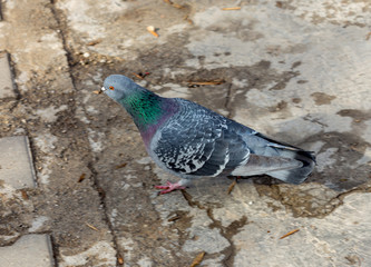 Pigeons walk, eat food, birds eat insects.