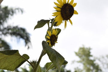 	 Girassol na natureza