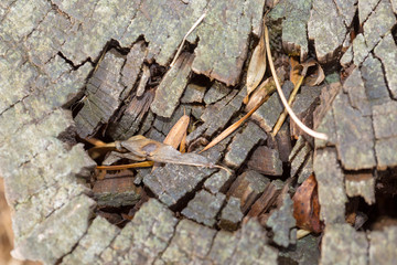 autumn, rotten stump, macro photography