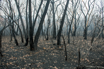 Obraz premium Sydney, Australia 2019-12-10 Australian bushfire: urban city view through the yellow smoke haze. Unhealthy air conditions.