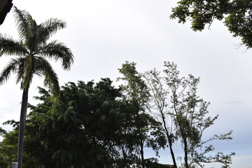 Copa de vegetação tropical