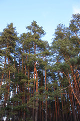Landscape. Winter pine forest at sunset