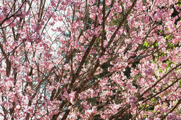 Obraz premium background or texture with blossoming cherry tree