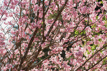 background or texture with blossoming cherry tree