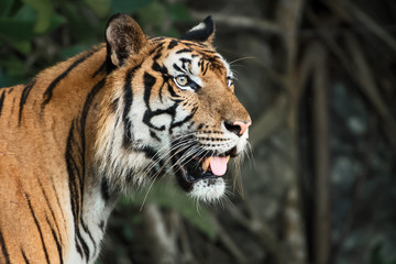 Photos of tiger naturally.