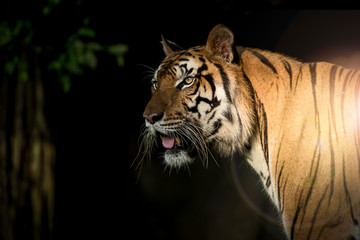 Photos of tiger naturally.