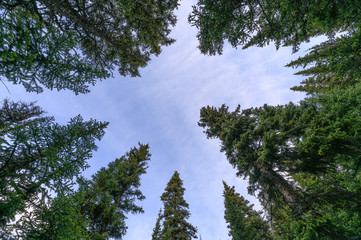 Green pine trees with blue sky in national park