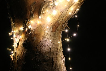 Tree with fairy light wire