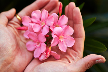 female hands with pink flower