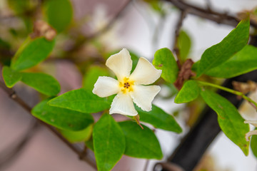 Asiatic jasmine flower macro closeup on a single flower.