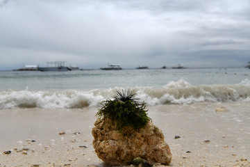 seaweed and sea urchin on a background of blue sea