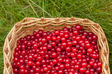 lot of fresh and natural look juicy red currants in wicker handmade basket after picked up in garden  