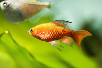 Bright decorative aquarium fish with long red-orange fins, longtail barb Pethia Conchonius. Green plants fishtank landscape wallpaper