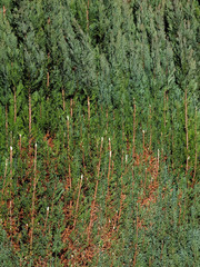Pilzbefall an frisch geschnittener Thuja Hecke