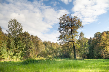 Obraz premium Summer day landscape with green grass trees and forest. Beautiful sunny day blue sky cloudy background