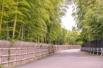 新緑の竹の径　京都
